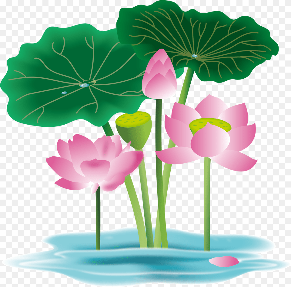 Hand Painted Flower Plant Water Lily Lily Flower Clipart Vector, Petal, Pond Lily Png Image