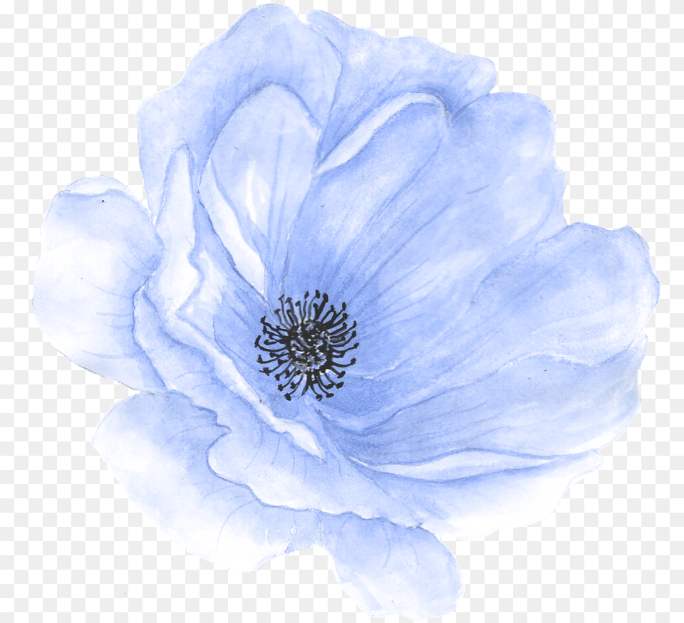 Hand Painted Flower Watercolor Flowers Clipart Blue, Anemone, Anther, Petal, Plant Png Image