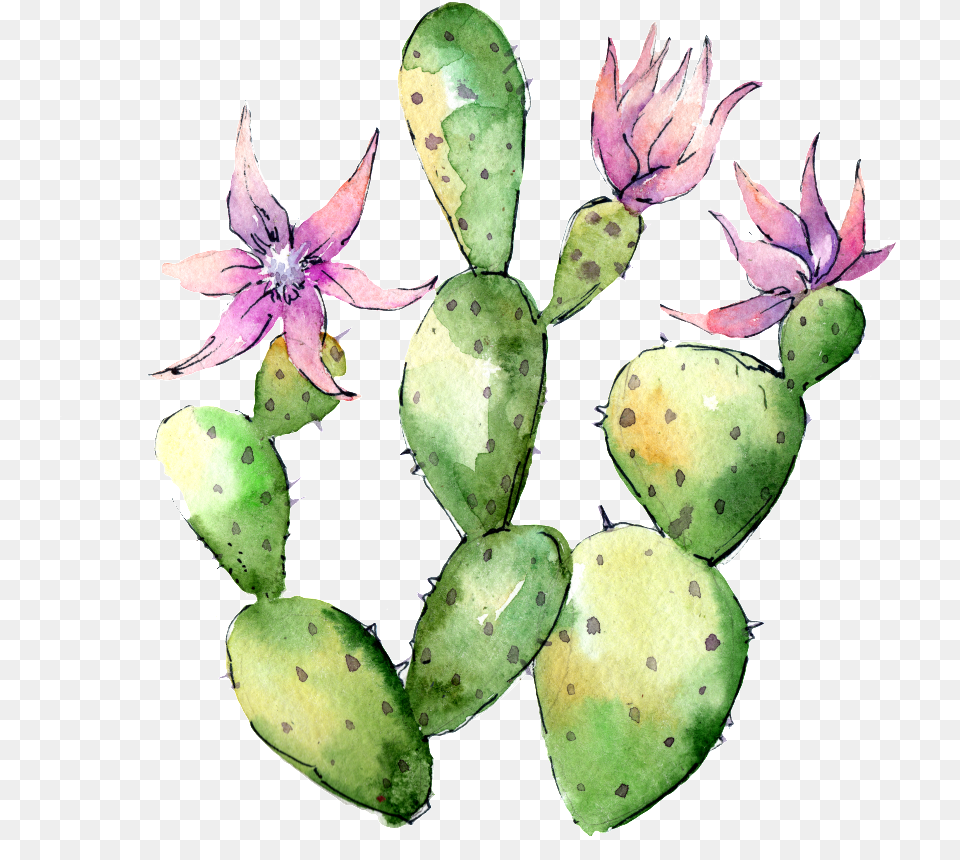 Hand Painted Flowering Cactus Transparent Flower Cactus, Plant Free Png Download