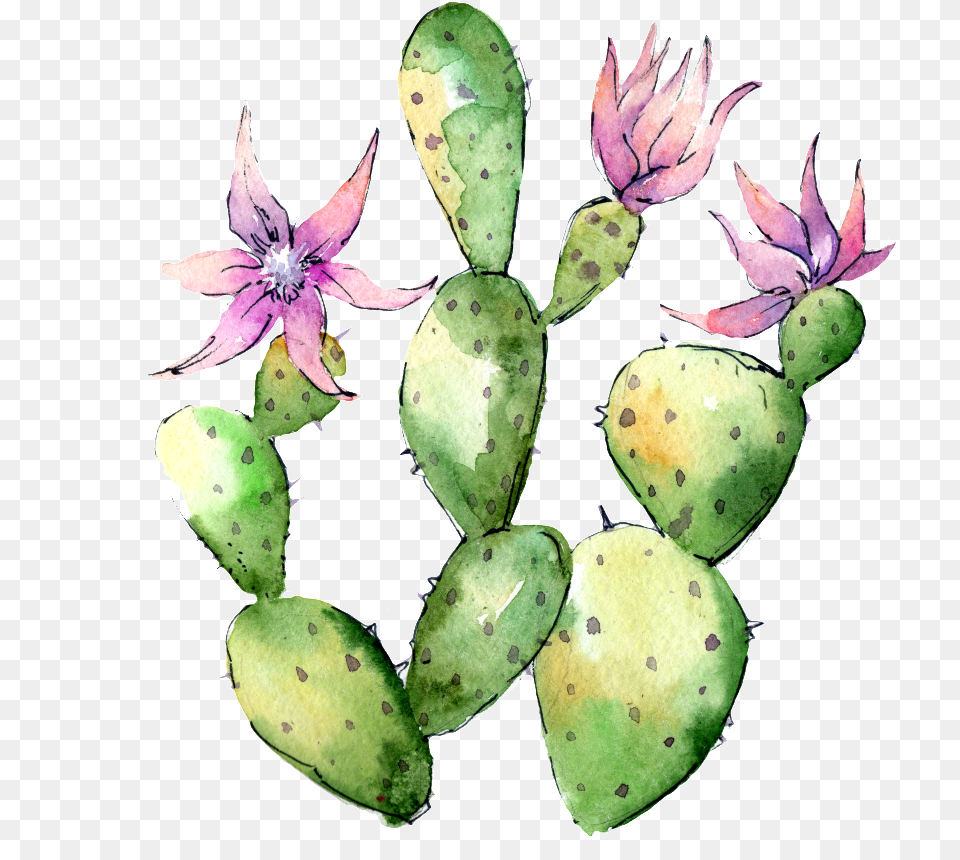 Hand Painted Flowering Cactus Transparent Flower Cactus, Plant Png Image