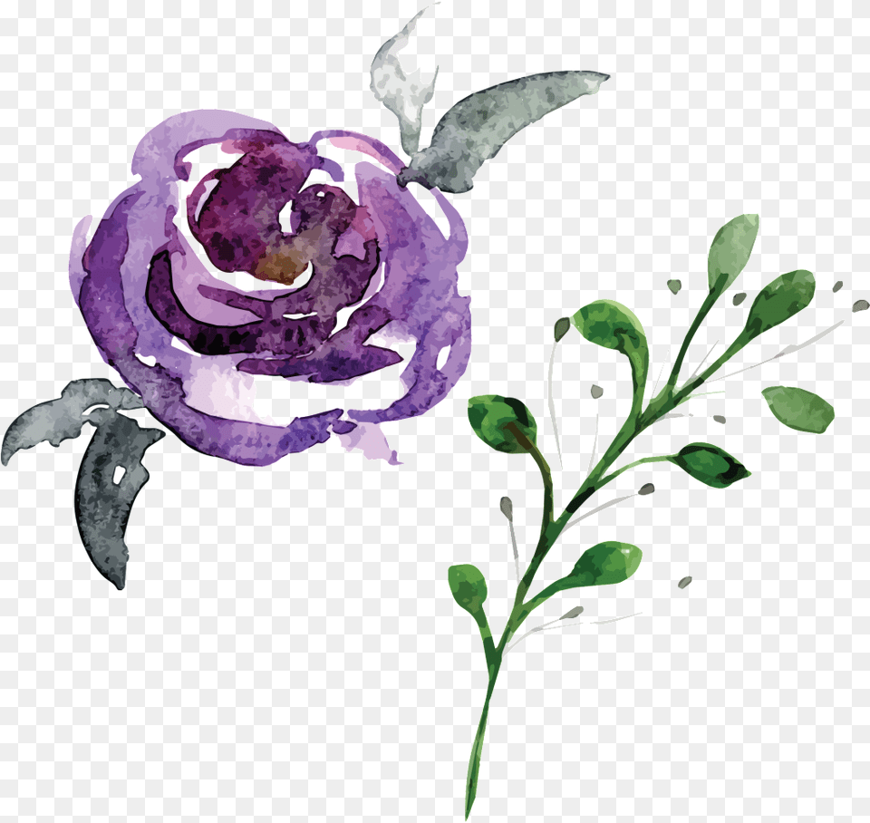 Hand Painted Flowers And Plants Hd Beautiful Illustration Watercolor Flower Hd, Plant, Purple, Rose Png
