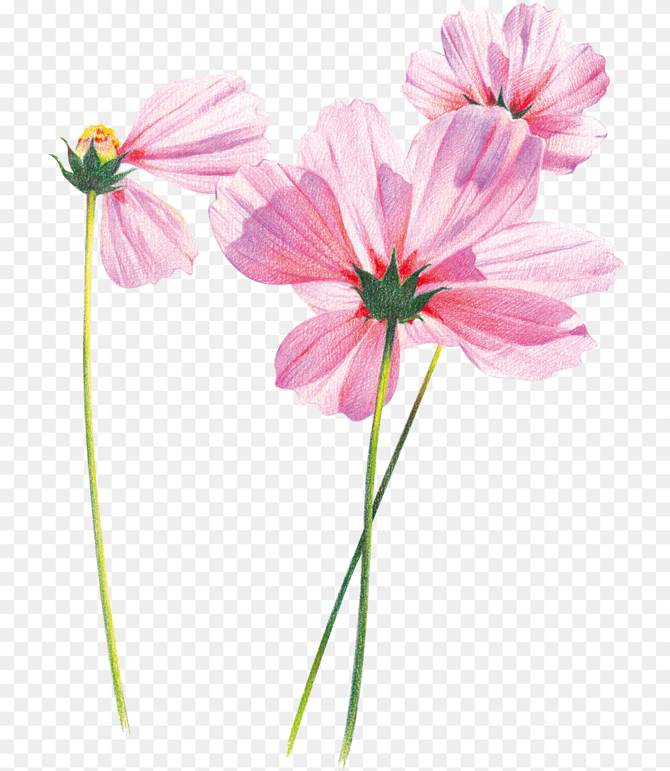 Hand Painted Flowers Free Psd Flores Con Tallo En Colores, Anther, Dahlia, Daisy, Flower Png
