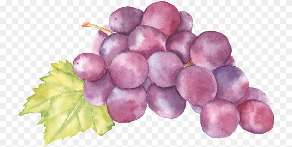 Hand Painted Grape Fruit, Food, Grapes, Plant, Produce Free Png Download