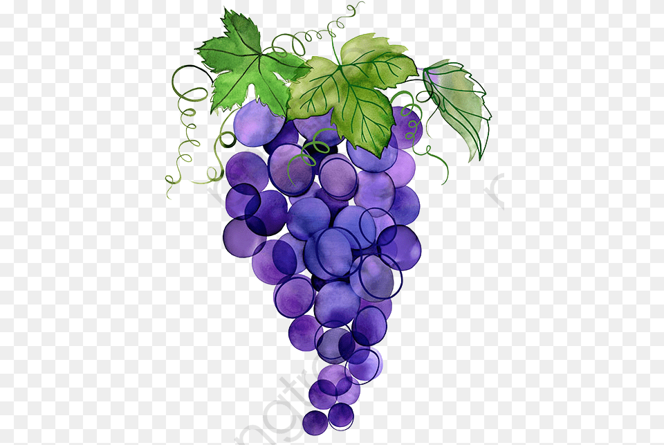 Hand Painted Grapes Hand Painted Watercolor Grape Watercolor Grape Clipart, Food, Fruit, Plant, Produce Free Png Download