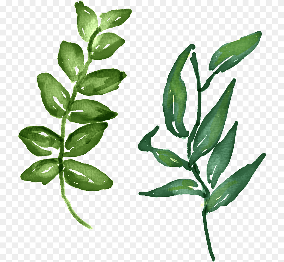 Hand Painted Green Leaf Beautiful, Herbal, Herbs, Plant, Astragalus Png