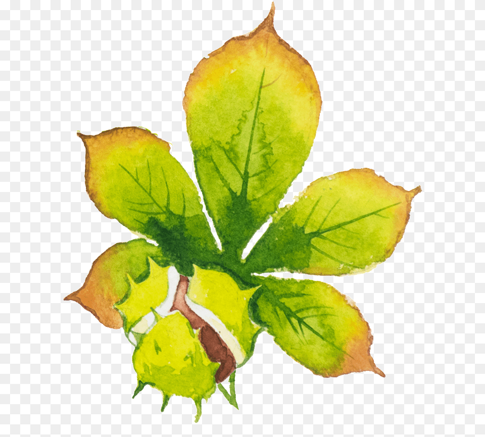 Hand Painted Green Leaf Hd Beautiful Watercolor Paint, Tree, Plant, Flower, Petal Png