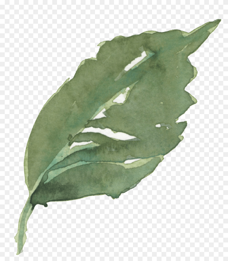 Hand Painted Green Leaves Transparent Decorative Leaf, Plant, Tobacco Free Png Download
