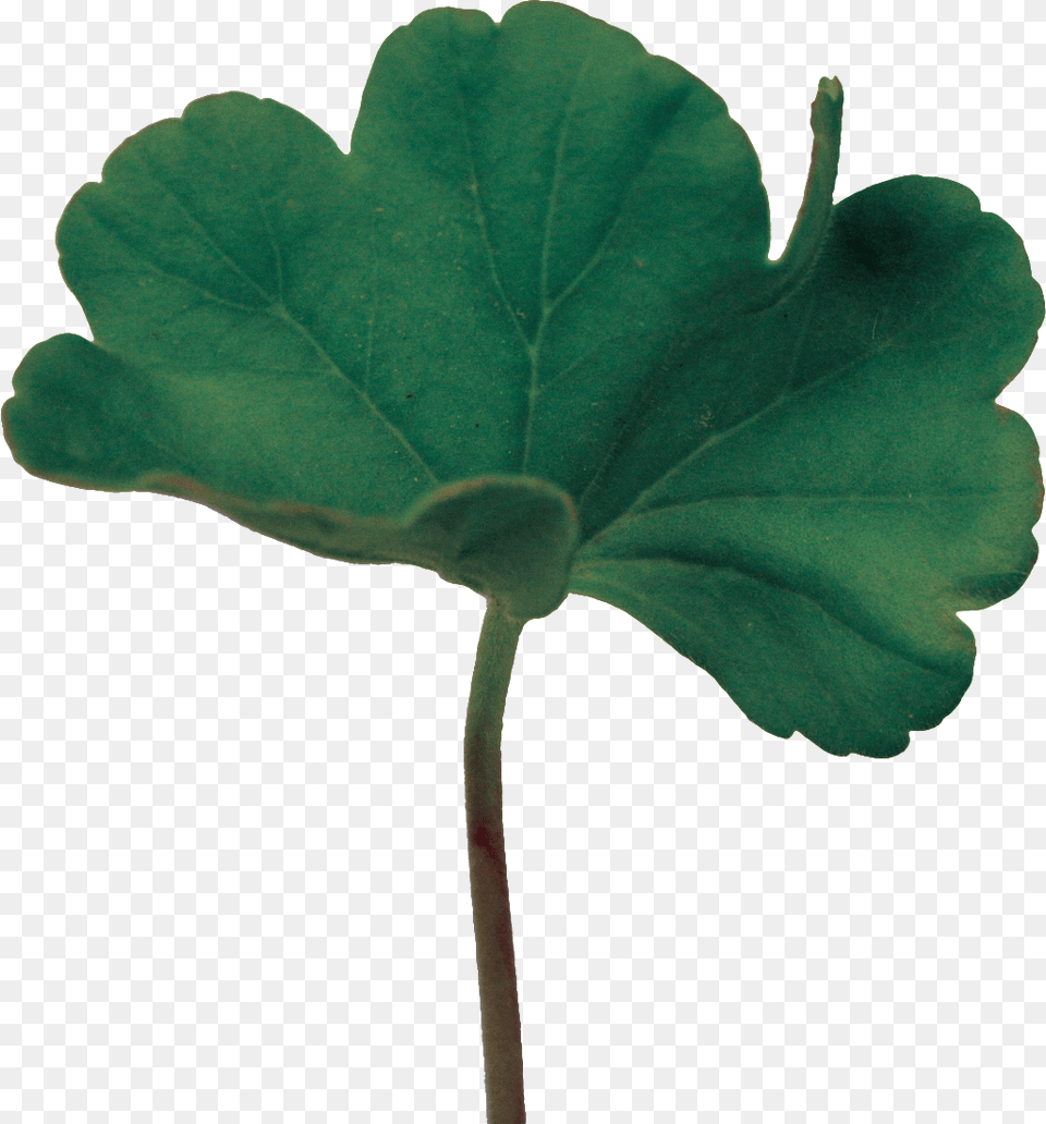 Hand Painted Green Oil Realistic Lotus Leaf Transparent, Flower, Geranium, Plant, Tree Png Image