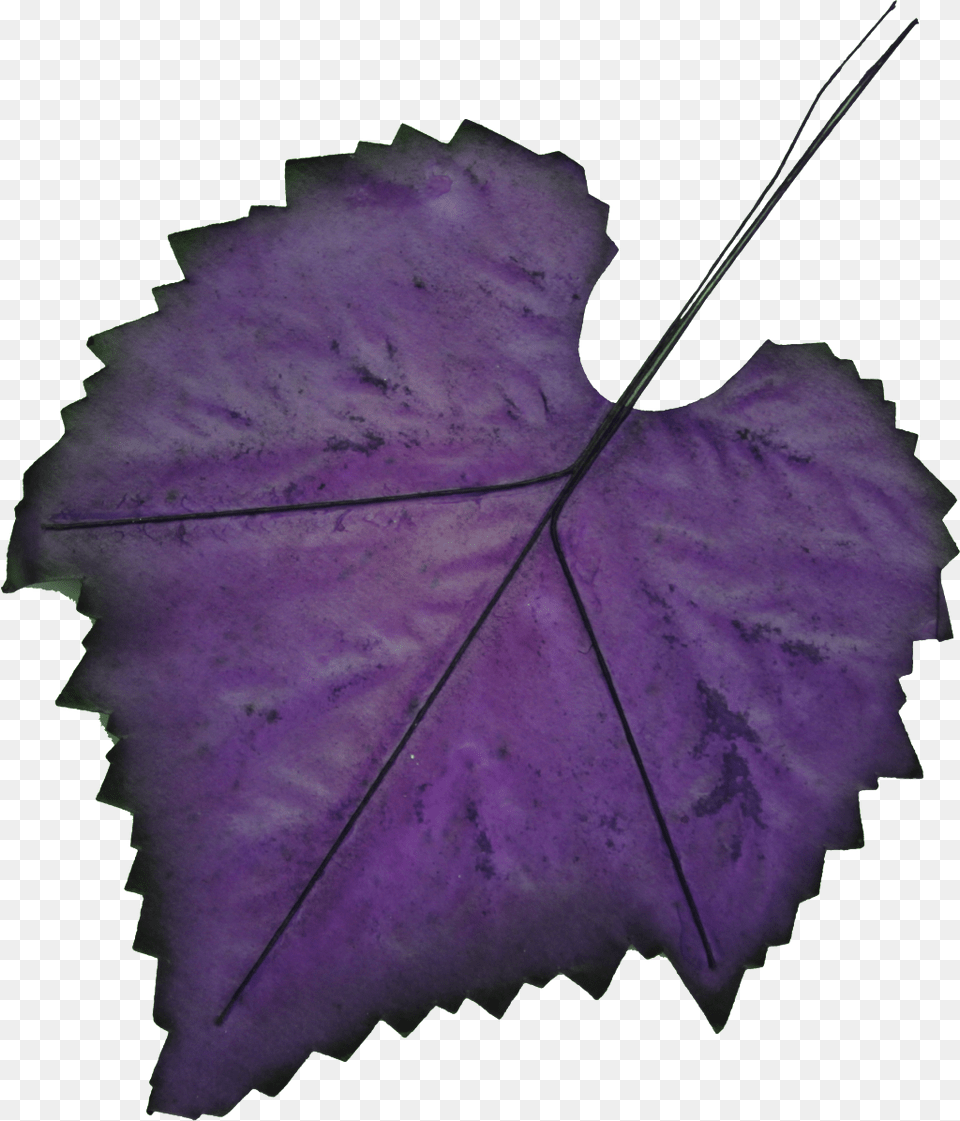 Hand Painted Leaf Transparent Purple Autumn Leaves, Plant, Tree, Animal, Fish Free Png Download