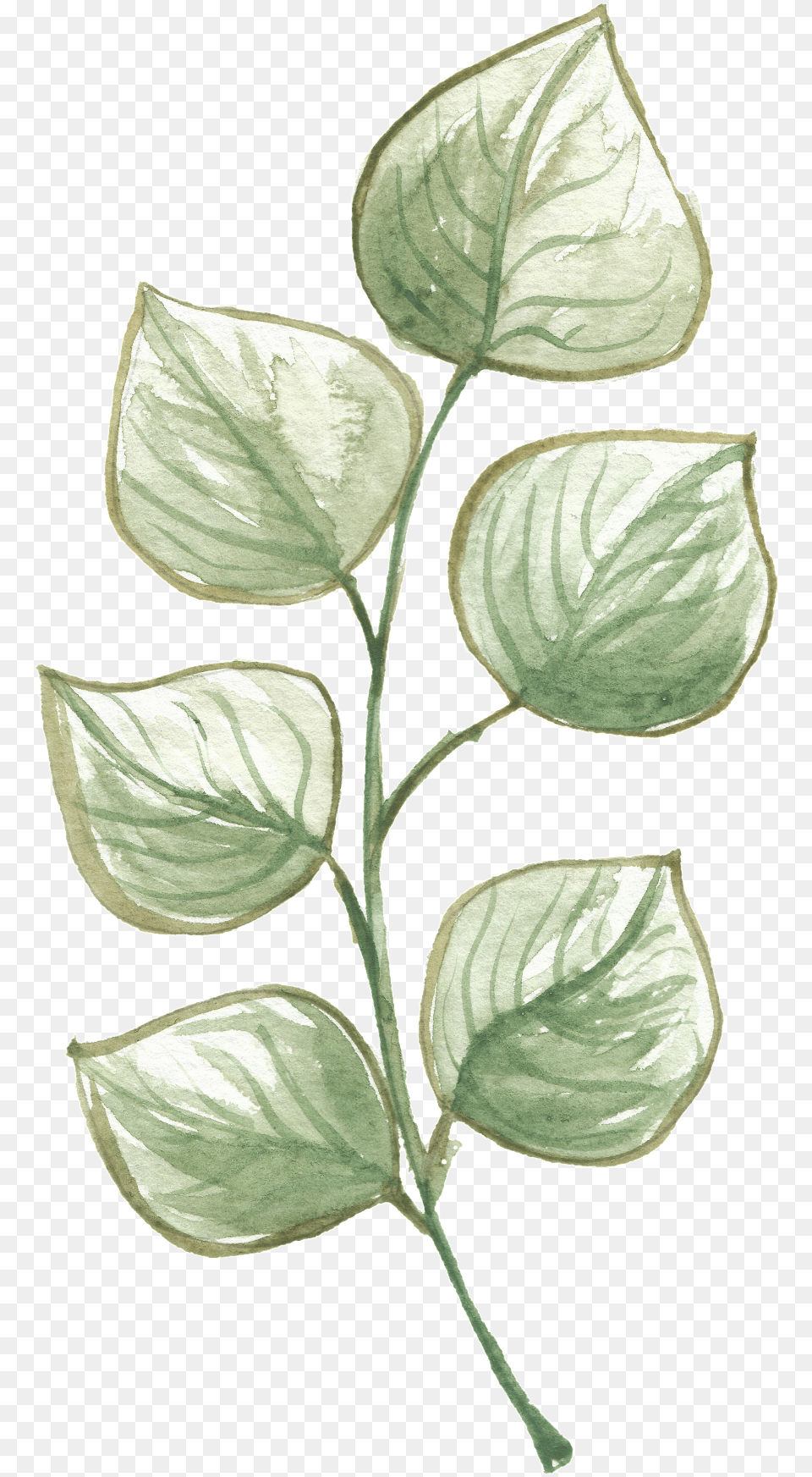 Hand Painted Leaves Texture Portable Network Graphics, Leaf, Plant, Flower, Annonaceae Free Png