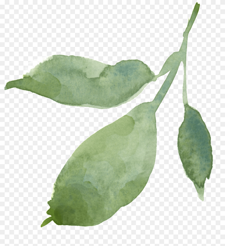 Hand Painted Leaves Transparent Decorative Leaf, Plant, Herbal, Herbs Free Png Download