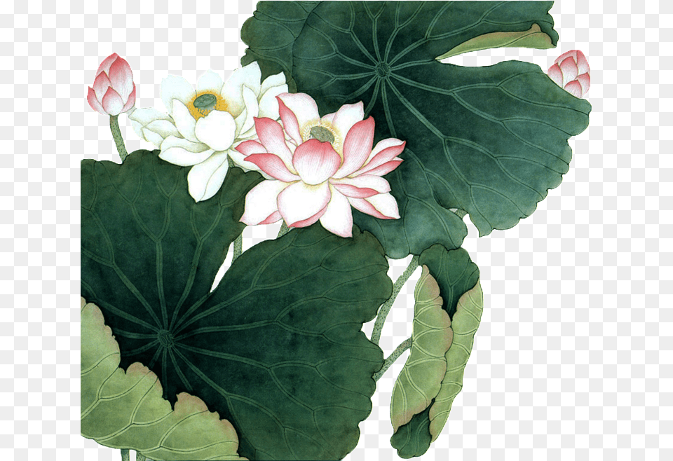 Hand Painted Lotus Flower Plant Chinese Painting Lotus Flower, Geranium, Leaf, Petal, Rose Free Transparent Png