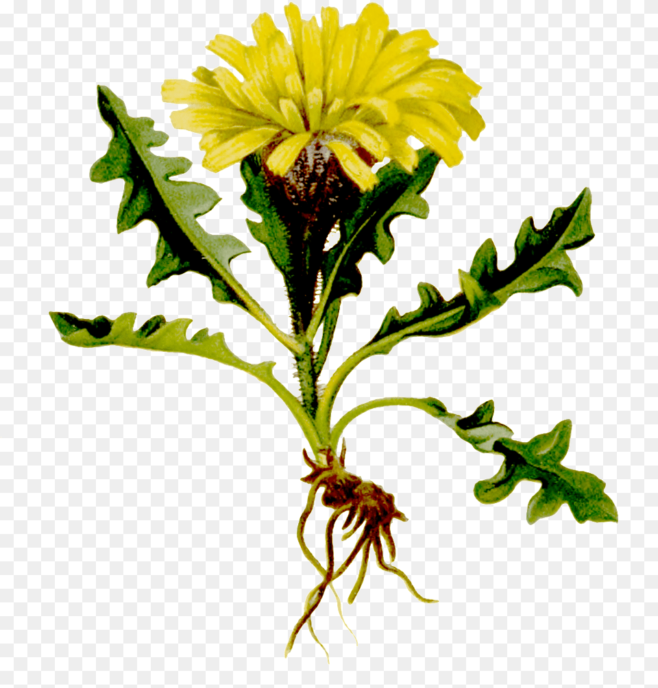 Hand Painted One With Root Yellow Wild Chrysanthemum Transparent, Flower, Plant, Leaf, Herbal Free Png