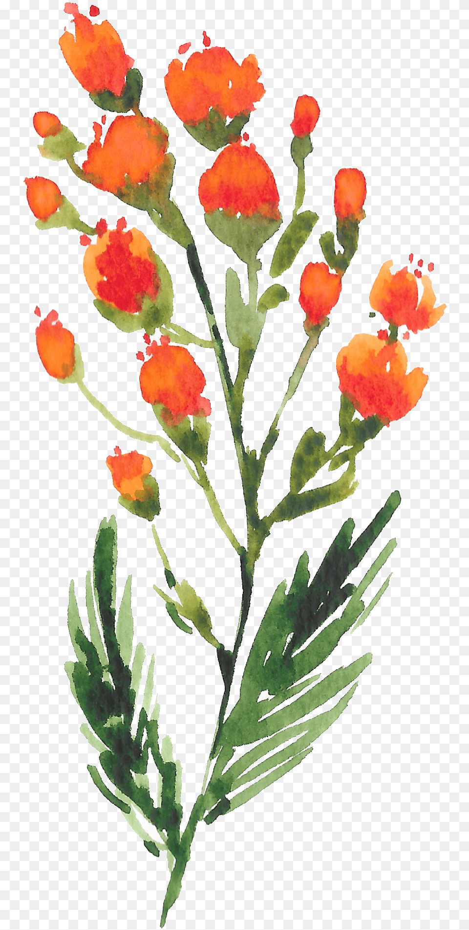 Hand Painted Orange Deep Mountain Wildflowers Watercolor Watercolor Painting, Plant, Flower, Petal, Sprout Free Png