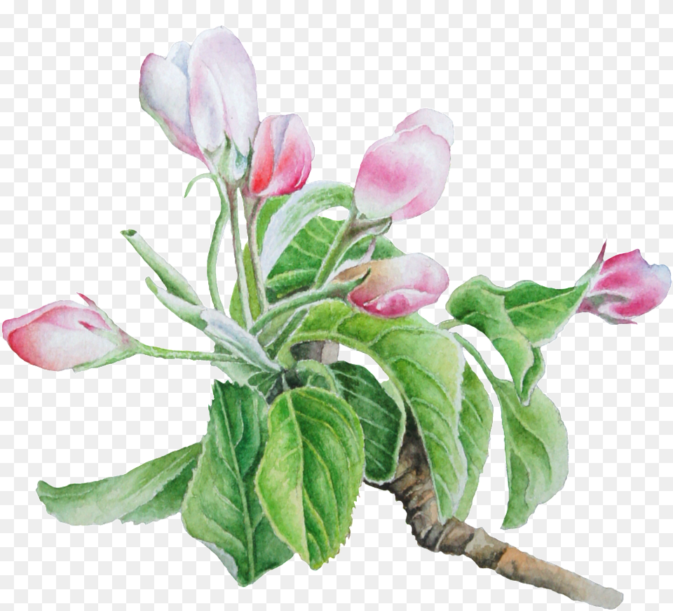 Hand Painted Pale Pink Flower Tulip, Leaf, Petal, Plant, Acanthaceae Free Transparent Png