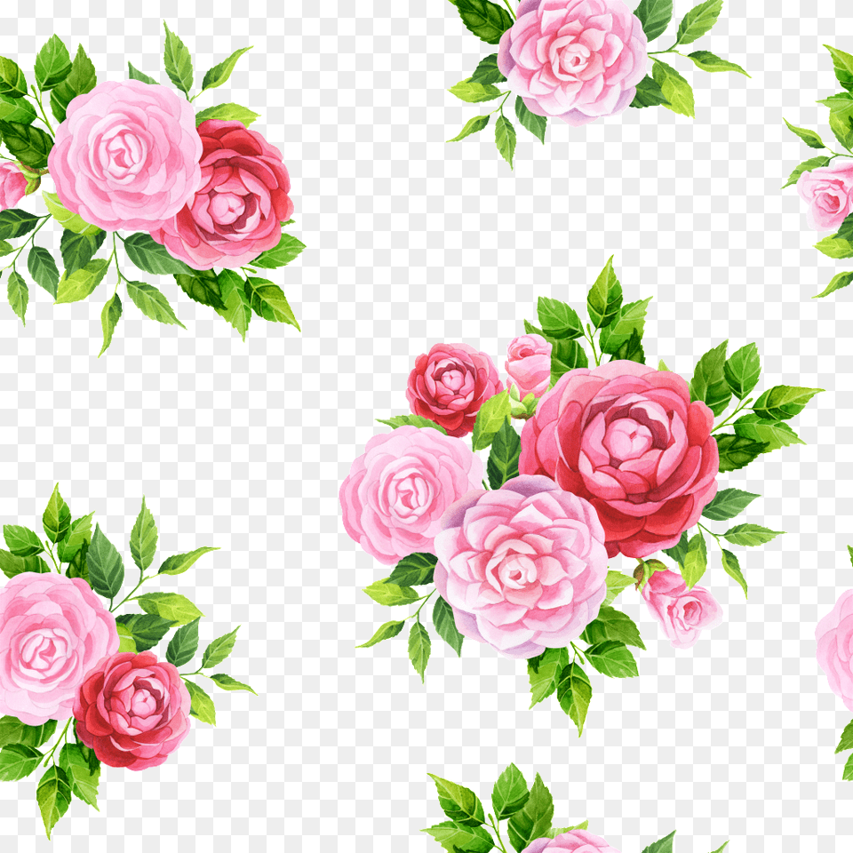 Hand Painted Pale Pink Tea Flower Background Light Pink Flowers, Plant, Rose, Art, Graphics Png