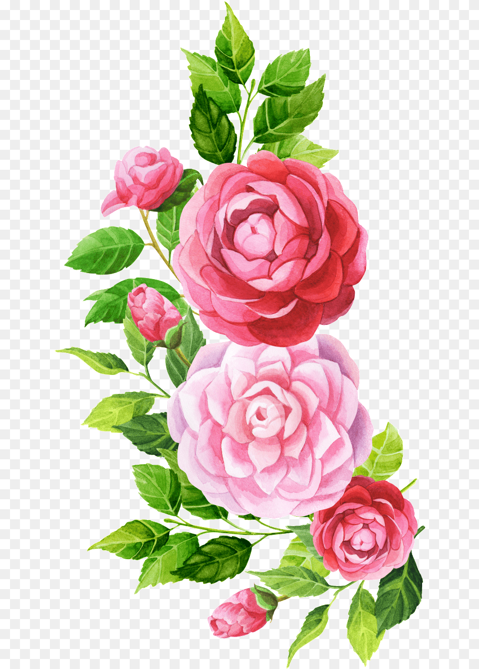 Hand Painted Pink Flower Transparent Hand Painted Flower, Plant, Rose, Flower Arrangement, Flower Bouquet Png