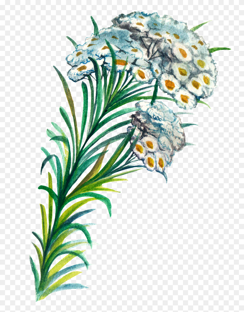 Hand Painted Plant Cartoon Watercolor, Art, Pattern, Graphics, Flower Free Transparent Png