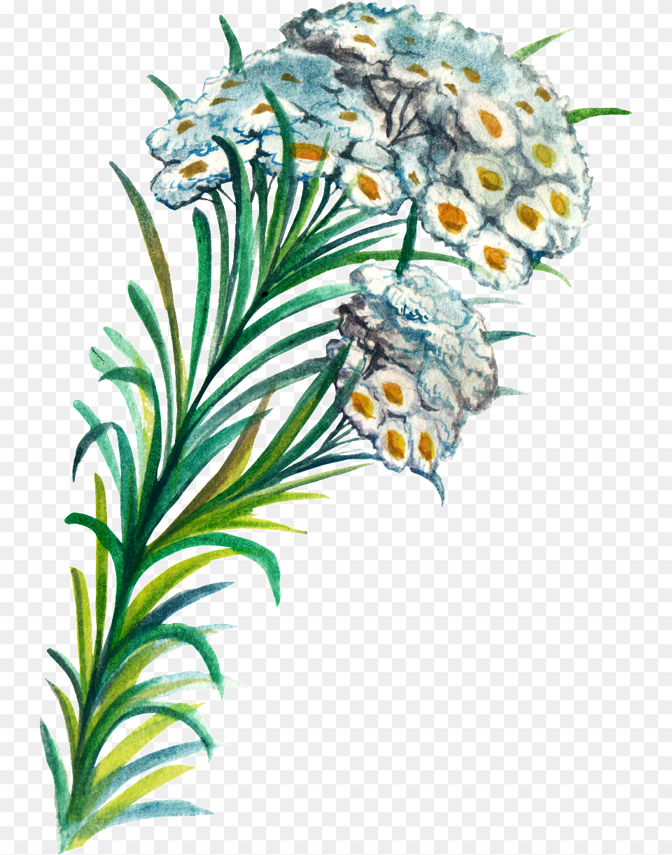 Hand Painted Plant Cartoon Transparent Watercolor, Art, Pattern, Graphics, Floral Design Free Png Download