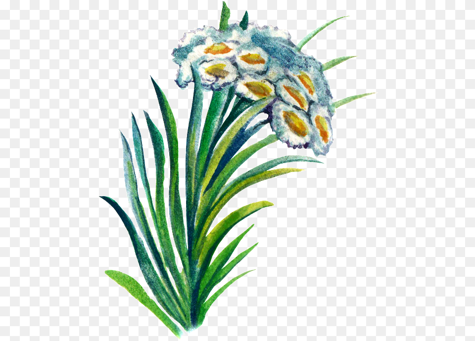 Hand Painted Plant Cartoon Watercolor Material Edelweiss, Flower, Art, Floral Design, Graphics Png Image