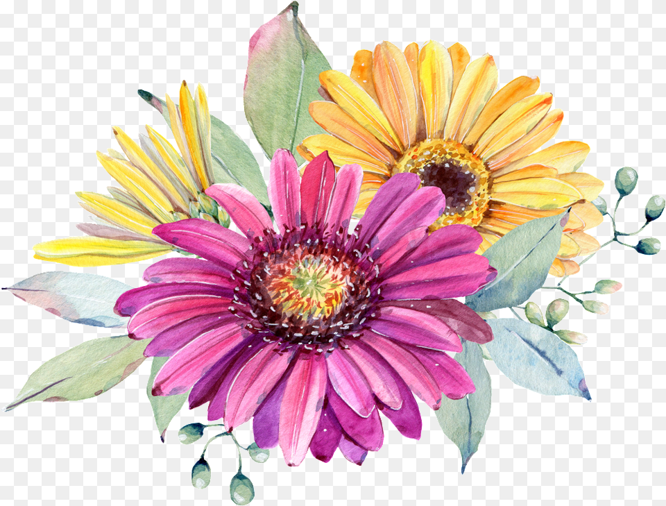 Hand Painted Purple Chrysanthemum Transparent Watercolor Painting, Plant, Flower, Daisy, Dahlia Png Image
