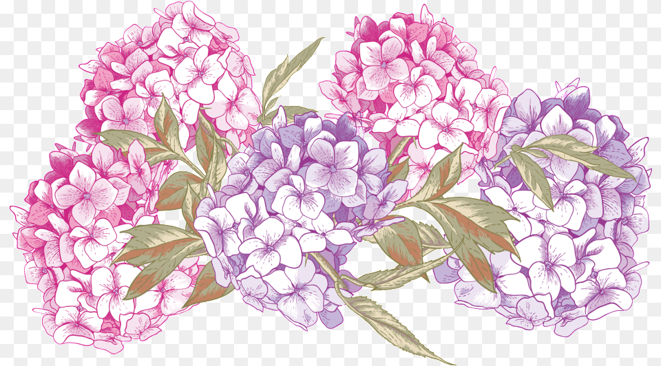 Hand Painted Purple Flower Elements Vector Graphics, Plant, Petal, Dahlia, Geranium Free Png