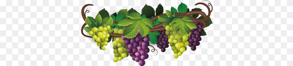 Hand Painted Purple Grapes De Raisin, Food, Fruit, Plant, Produce Png Image