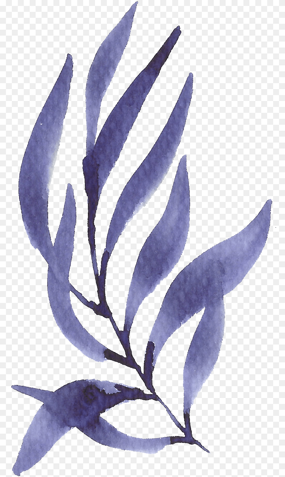 Hand Painted Purple Seaweed Watercolor Seaweed Background, Plant, Leaf, Herbs, Herbal Free Png Download
