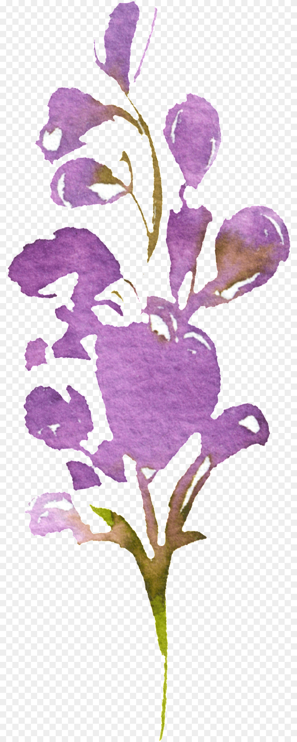 Hand Painted Purple Watercolor Flower Spring Crocus, Petal, Plant, Acanthaceae, Orchid Free Transparent Png