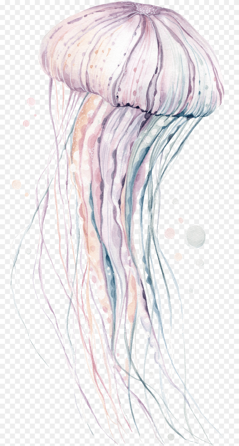 Hand Painted Rare Pink Jellyfish Illustration, Animal, Sea Life, Invertebrate, Adult Free Png