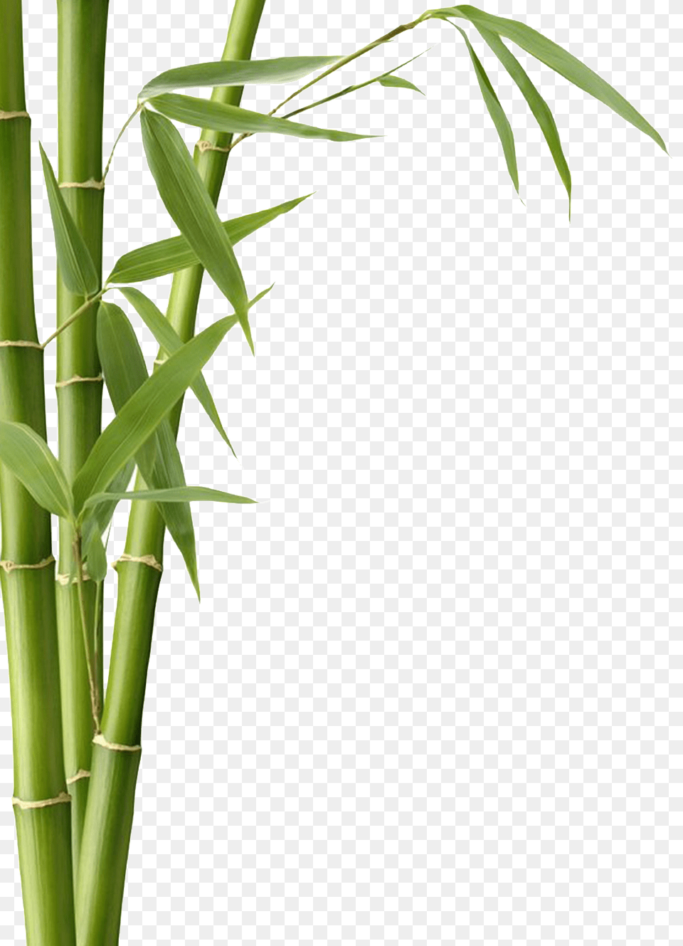 Hand Painted Realistic Bamboo Plant Free Png Download