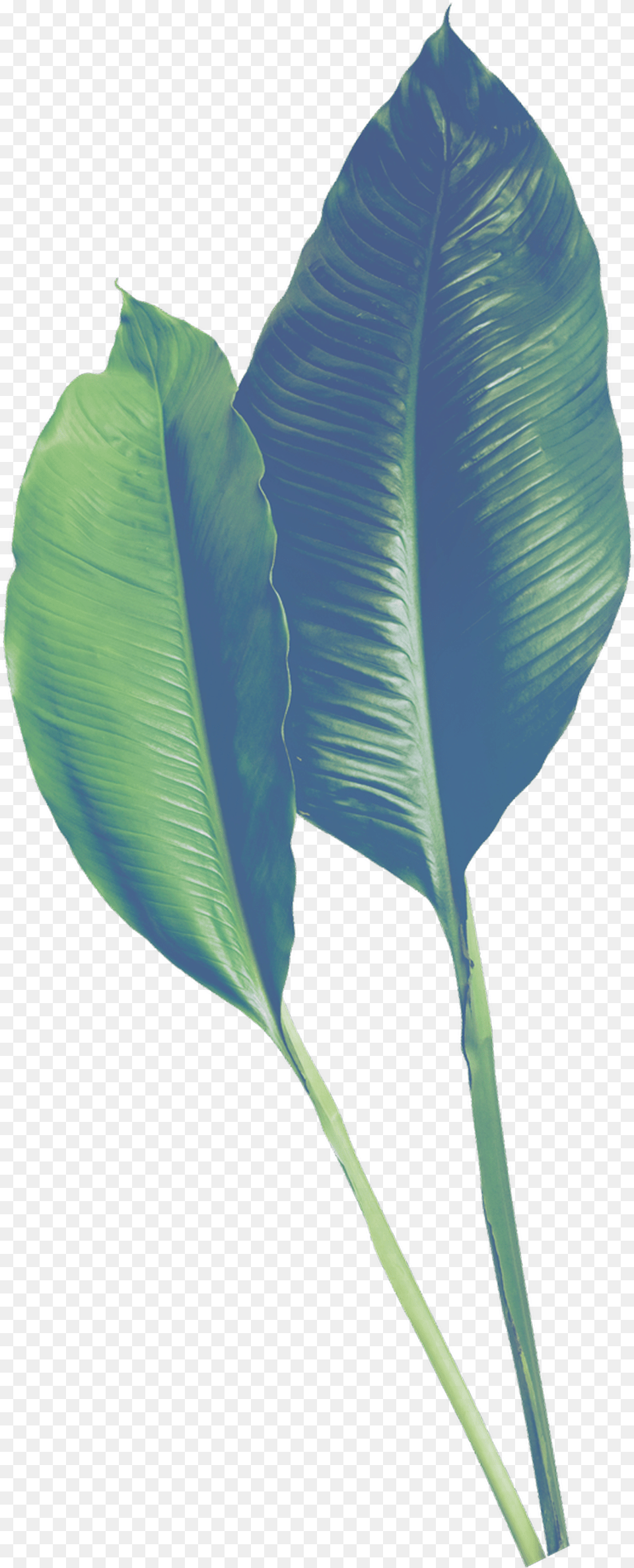 Hand Painted Realistic Banana Leaf Transparent Leaf, Plant Png Image