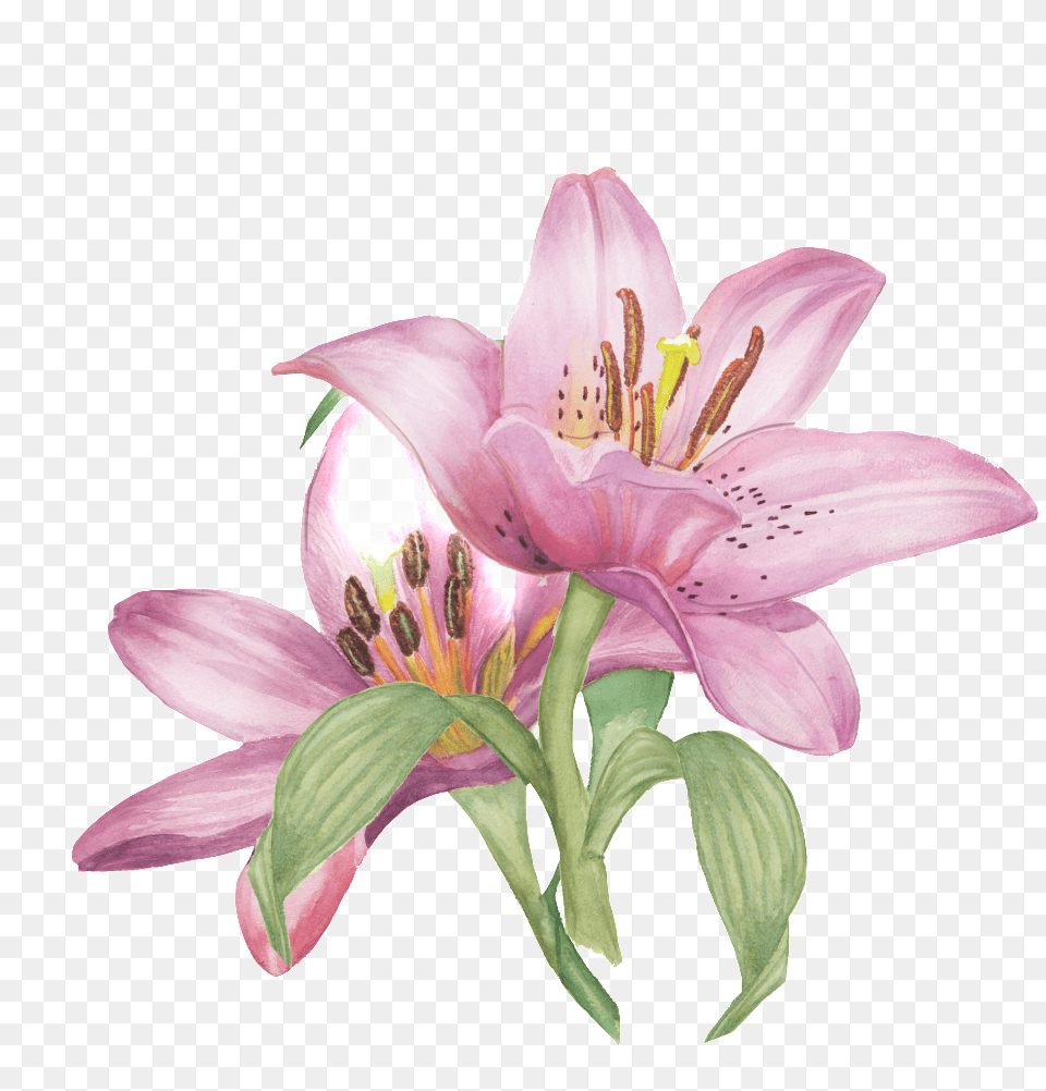 Hand Painted Realistic Flower Watercolor Flowers Transparent Watercolor Painting, Anther, Plant, Lily Free Png
