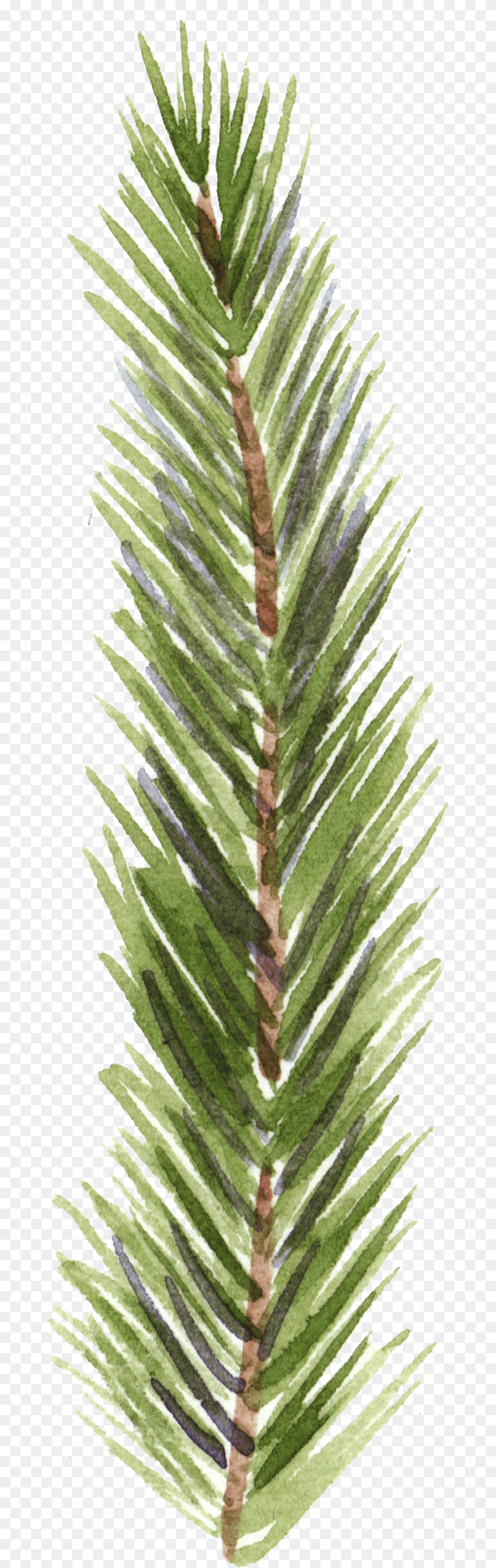 Hand Painted Realistic Pine Branches Decorative Painting, Conifer, Fir, Grass, Leaf Png Image