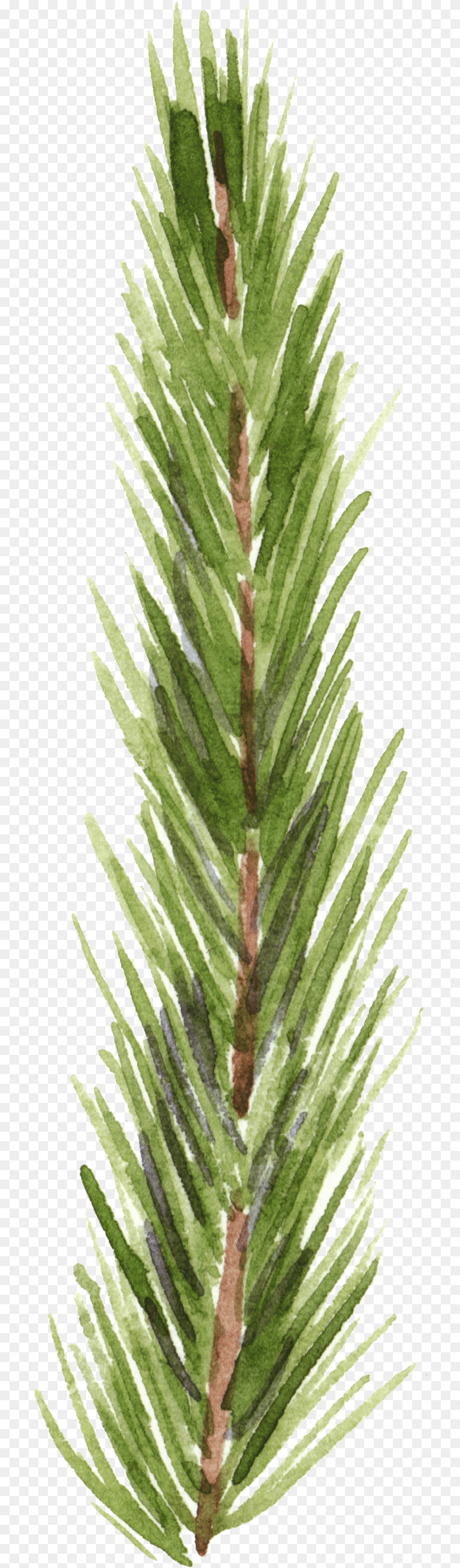 Hand Painted Realistic Pine Branches Transparent Decorative Redwood, Conifer, Fir, Grass, Plant Png Image