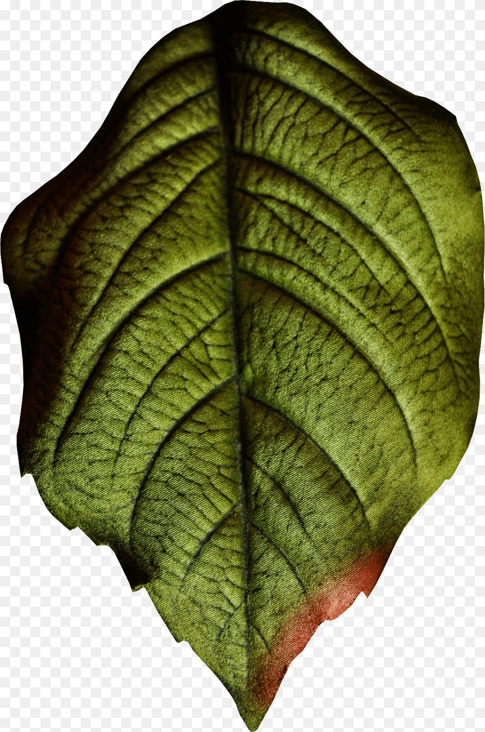 Hand Painted Realistic Texture Leaf Realistic Leaf, Plant, Person Free Transparent Png