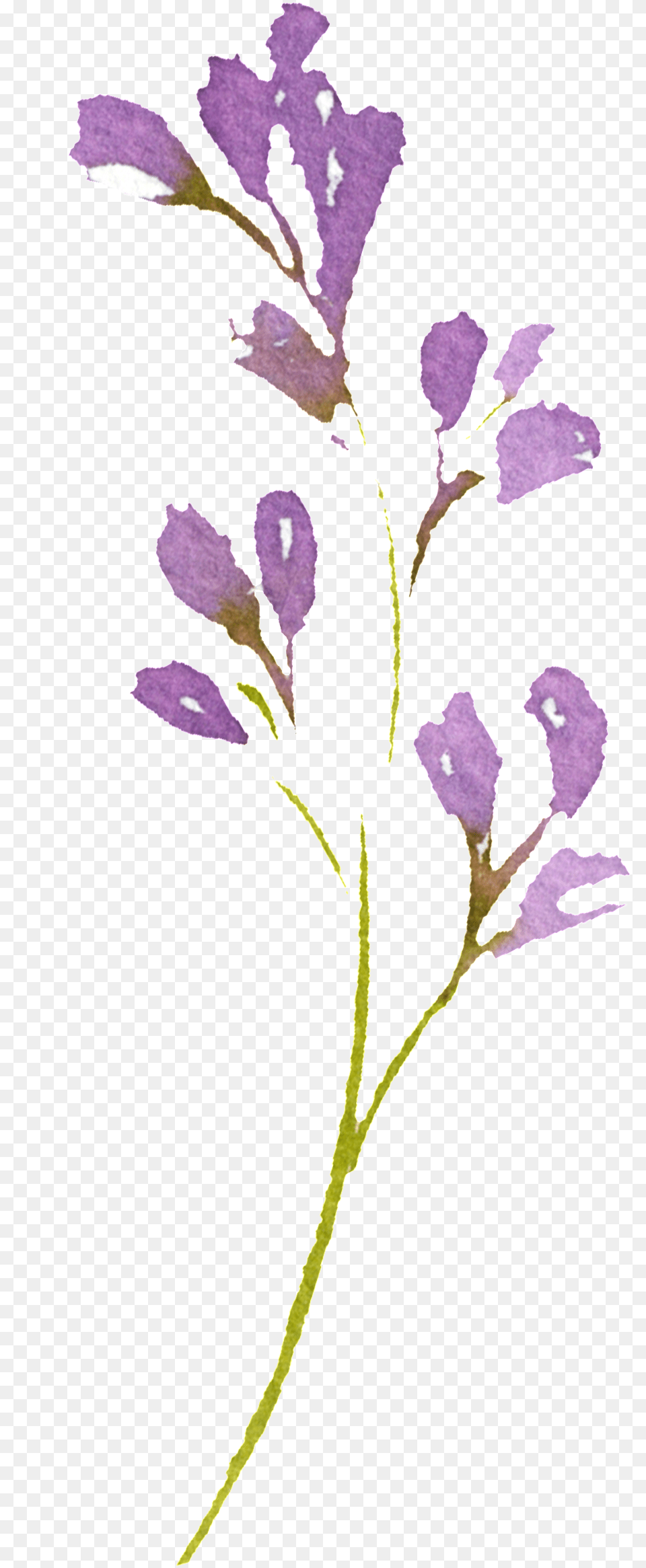 Hand Painted Romantic Purple Flower Transparent Snow Crocus, Acanthaceae, Petal, Plant Free Png