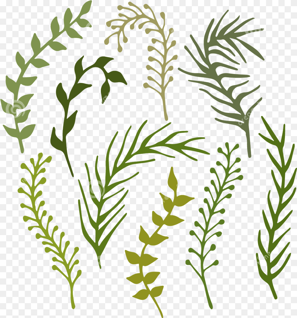 Hand Painted Seabed Green Seaweed Water Plants Sea Weed Illustration, Fern, Herbal, Herbs, Plant Free Png