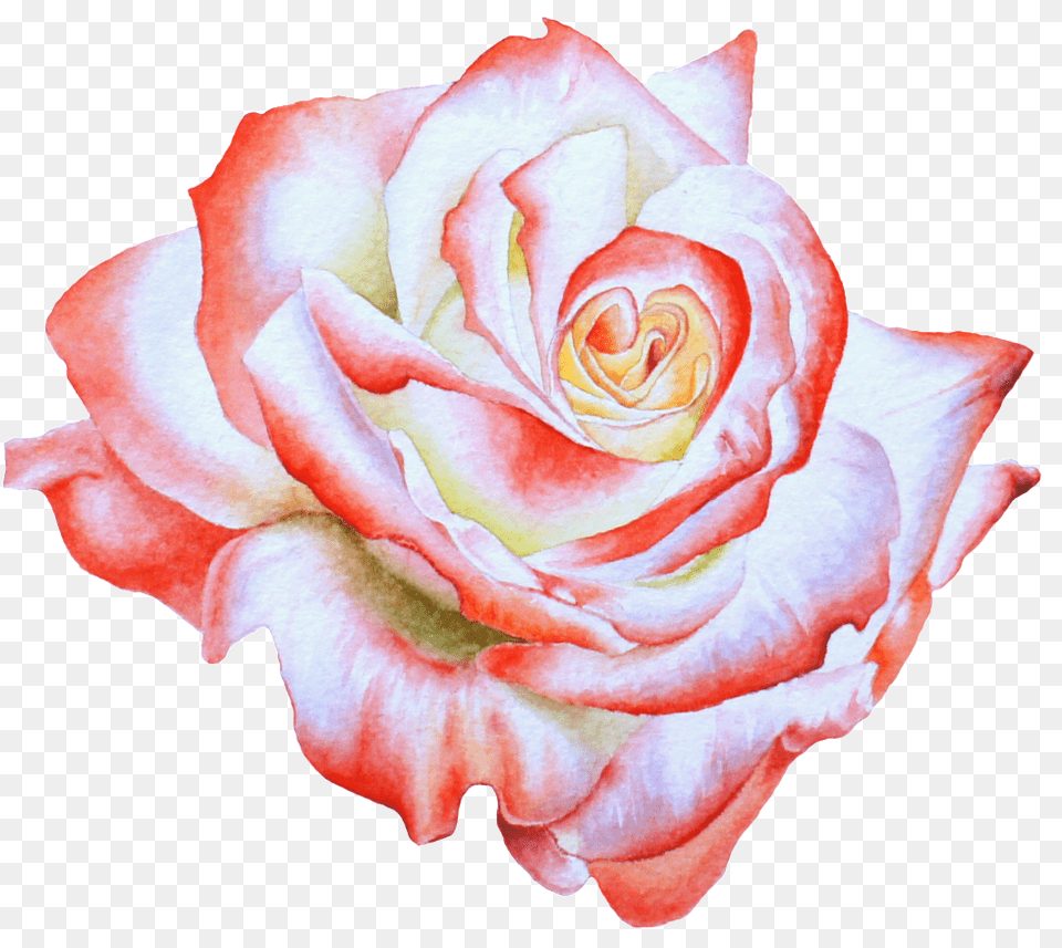 Hand Painted Side View Rose Flower Background Flower Painting Petal, Plant Free Transparent Png