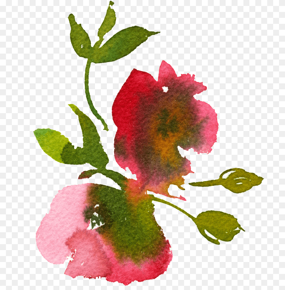 Hand Painted Smudged Watercolor Flower Transparent Watercolor Painting, Leaf, Petal, Plant, Geranium Png Image