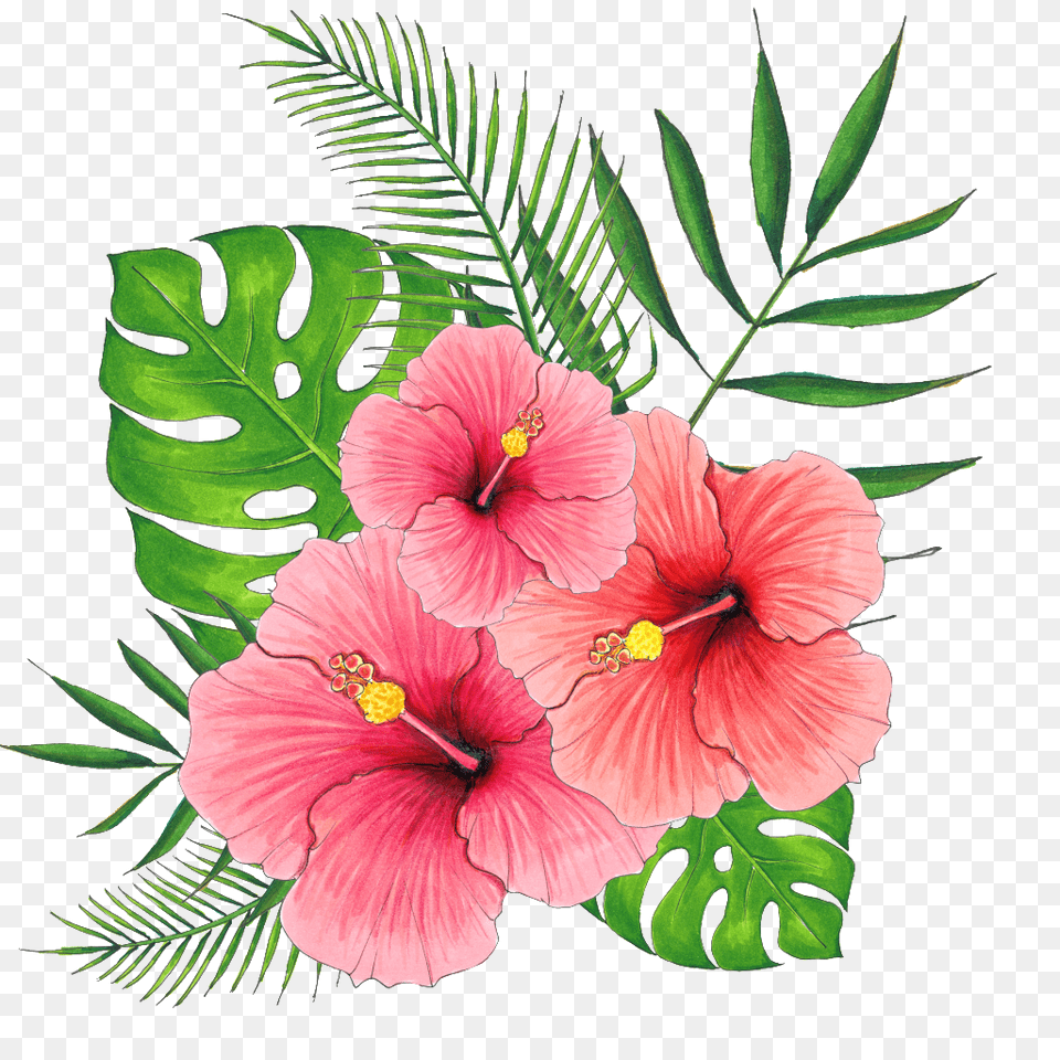 Hand Painted Summer Hibiscus Flower Transparent, Plant Free Png