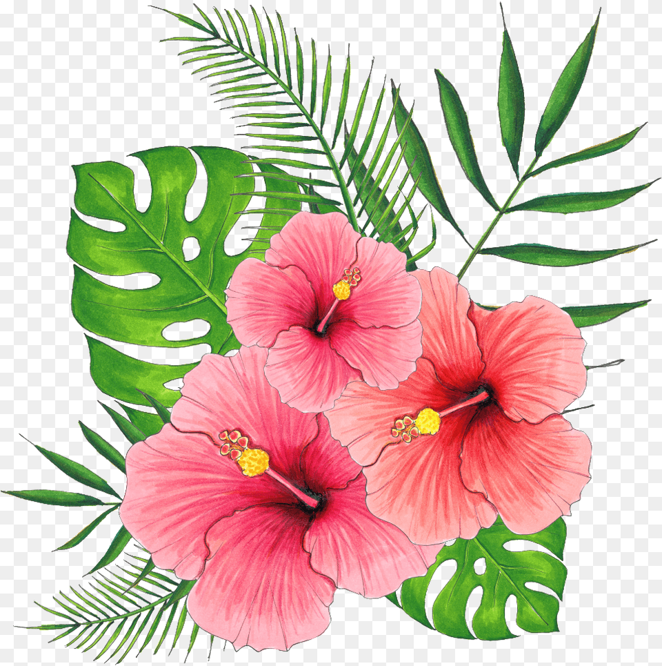 Hand Painted Summer Hibiscus Flower Transparent Hibiscus Flower Transparent Background, Plant Free Png
