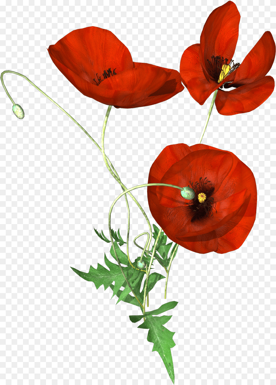 Hand Painted Three Poppies Transparent Corn Poppy, Flower, Plant Free Png Download
