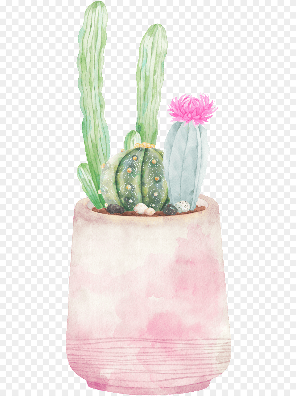Hand Painted Three Varieties Of Cactus Transparent San Pedro Cactus, Plant, Birthday Cake, Cake, Cream Png Image