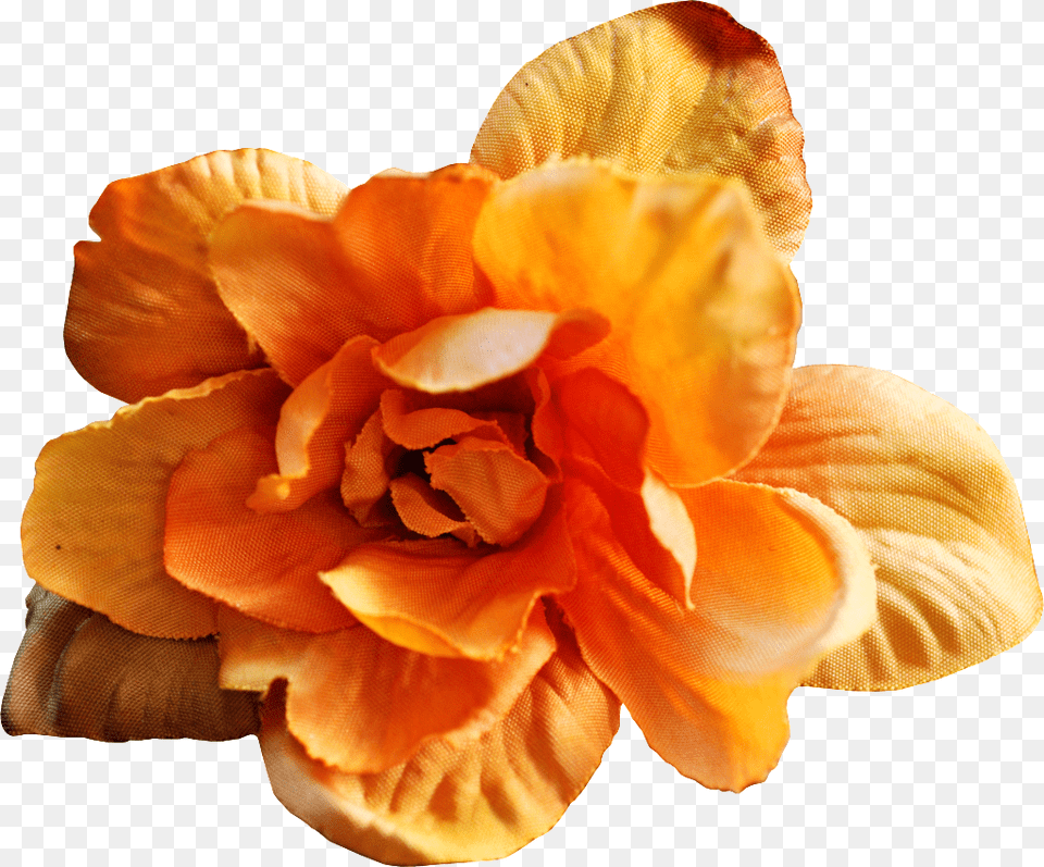 Hand Painted Warm Yellow Flowers Transparent Vector Graphics, Flower, Petal, Plant, Rose Png Image