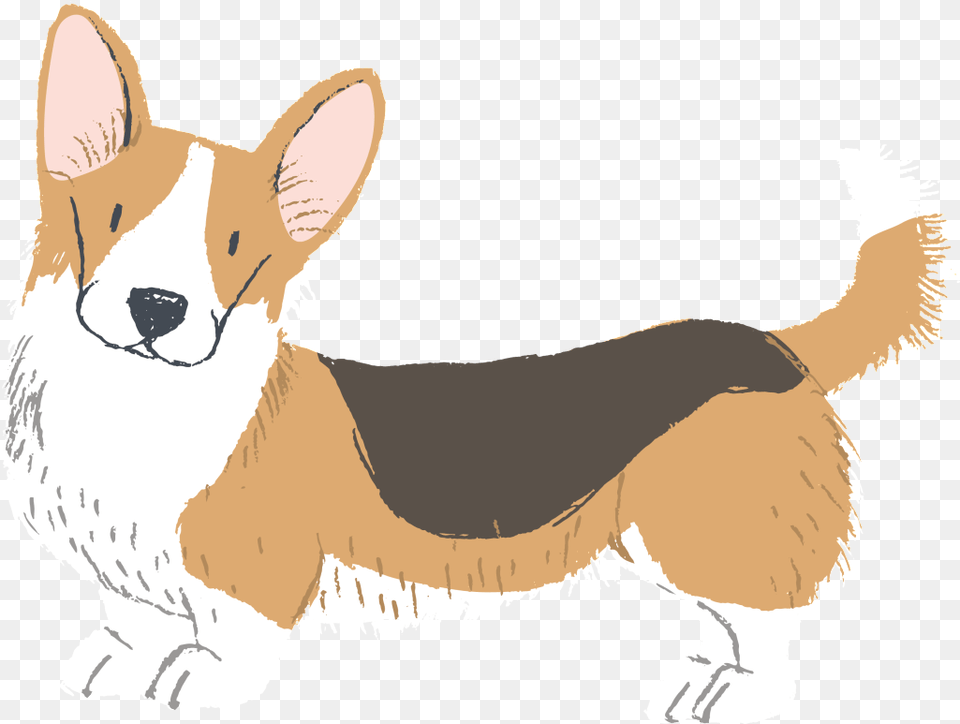 Hand Painted Watercolor Cute Keji Buckle Dog Vector Watercolor Dog, Animal, Mammal, Hound, Pet Free Transparent Png