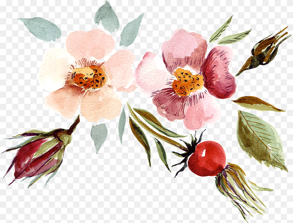 Hand Painted Watercolor Flowers Decorative Illustration Watercolor Birthday, Anemone, Flower, Petal, Plant Free Transparent Png