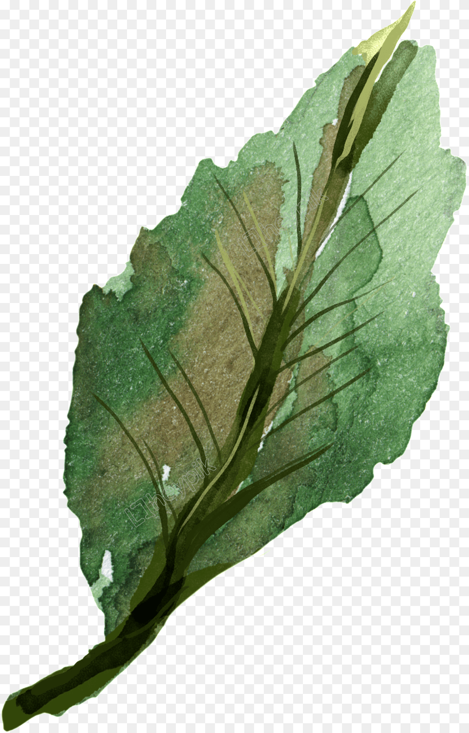 Hand Painted Watercolor Leaf Decoration Free Download Watercolor Painting, Plant Png Image
