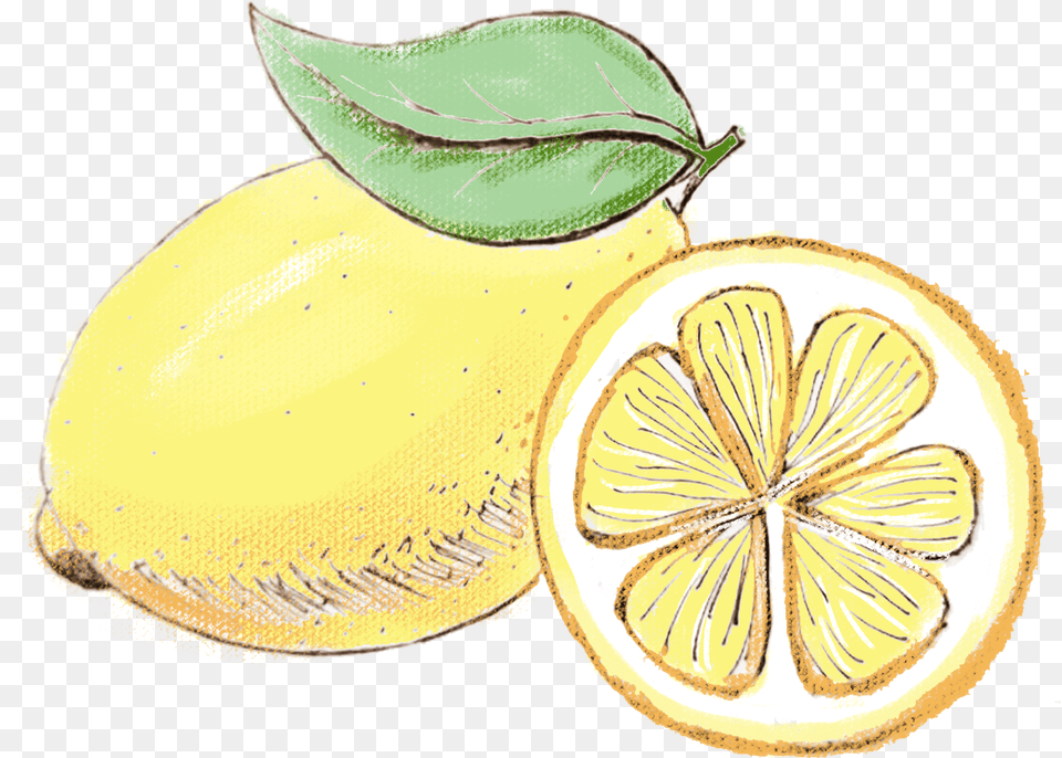 Hand Painted Watercolor Lemon Simple And Psd Watercolor Lemon Transparent Background, Citrus Fruit, Food, Fruit, Plant Free Png
