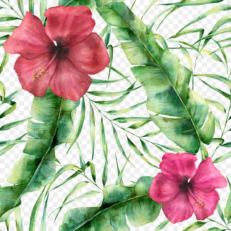 Hand Painted Watercolor Realistic Flower Background Hibiskus Plakaty Do Wydruku Darmowe, Plant, Hibiscus, Petal, Geranium Png